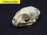 藏品(石虎頭骨)的圖片